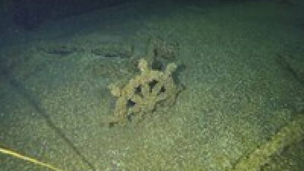 Im Lake Michigan in den USA bedecken Quagga-Muscheln bereits den ganzen Boden. (Archivbild)