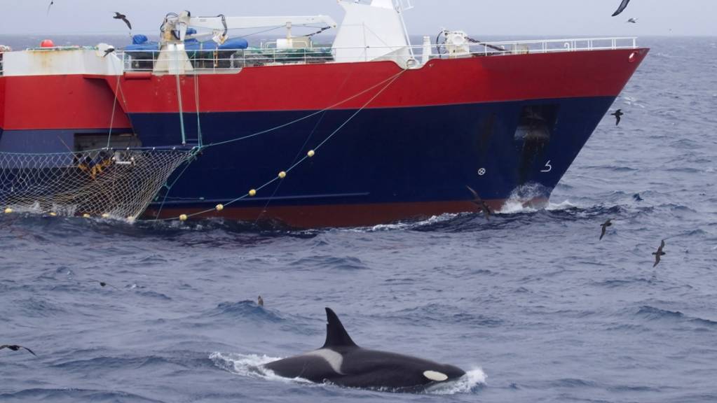 Bei deutschen Versicherungen werden Schäden an Booten durch Orcas gemeldet. Diese würden finanziell aber nicht ins Gewicht fallen. (Archivbild)