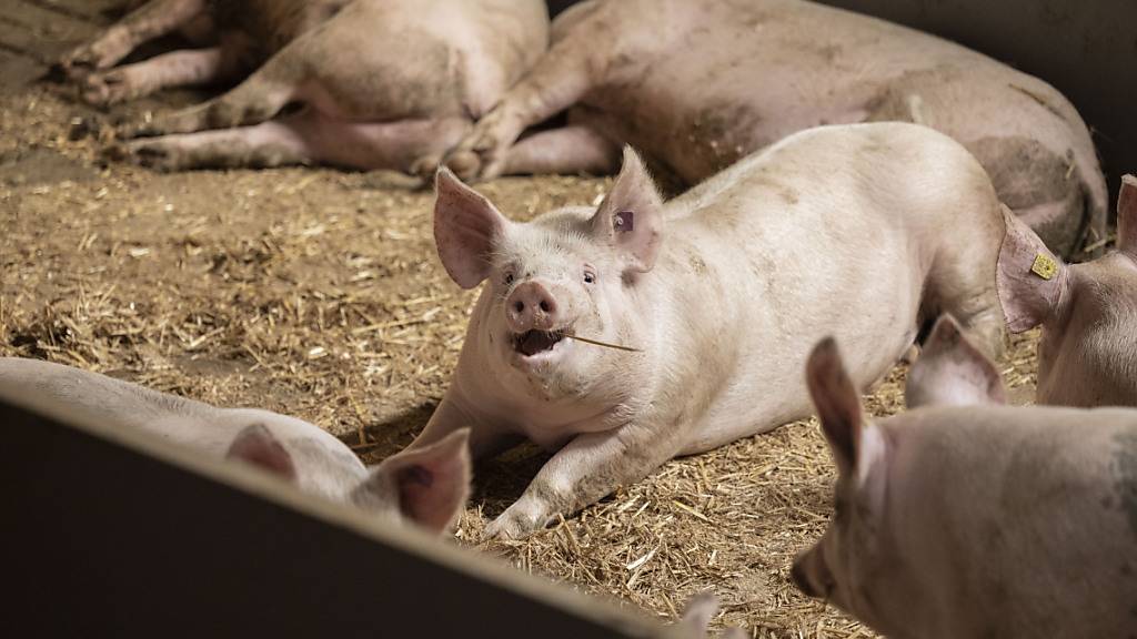 Geflügel-Protein soll wieder auf ihren Speiseplan: Schweine in ihren Boxen auf einem Bauernhof im Kanton Bern. (Archivbild)