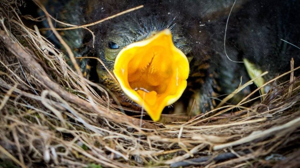 Viele Jungvögel warteten diesen Frühling vergebens auf Nahrung - das schlechte Wetter hat die Beutesuche für ihre Eltern schwierig gemacht. (Symbolbild)