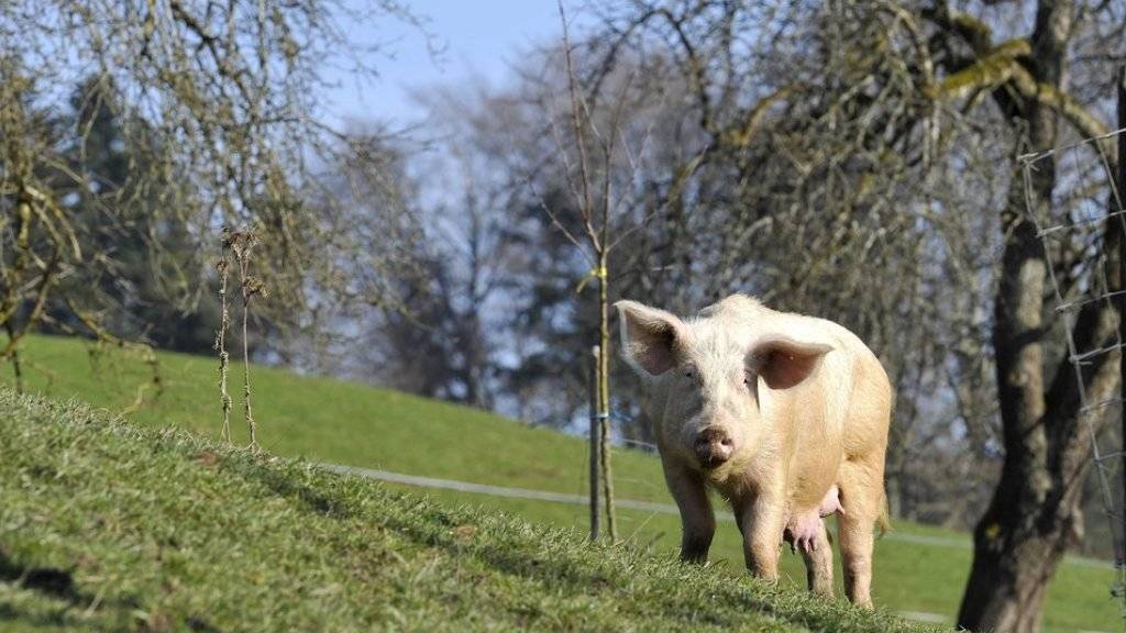 Ein Zuchtschwein geniesst in Meggen LU die Sonne und die frische Luft. Seine Nachkommen sollten beste Bio-Fleischqualität liefern. (Archiv)