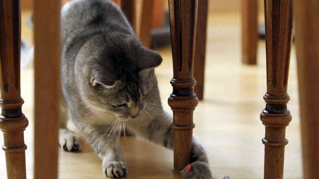 Eine neue Studie zeigt, welches Verhalten von Katzen normal ist. (Archivbild)