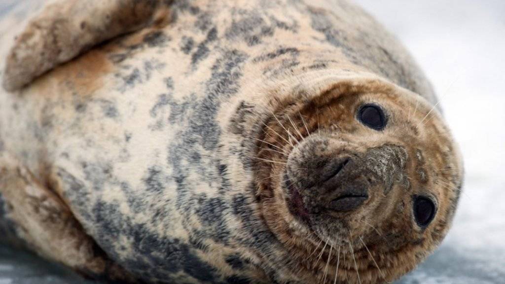 Neben Seehunden tummeln sich auch immer mehr Kegelrobben im Wattenmeer. Experten stellten im Frühjahr einen Rekordwert von rund 5000 Tieren fest.(Symbolbild)