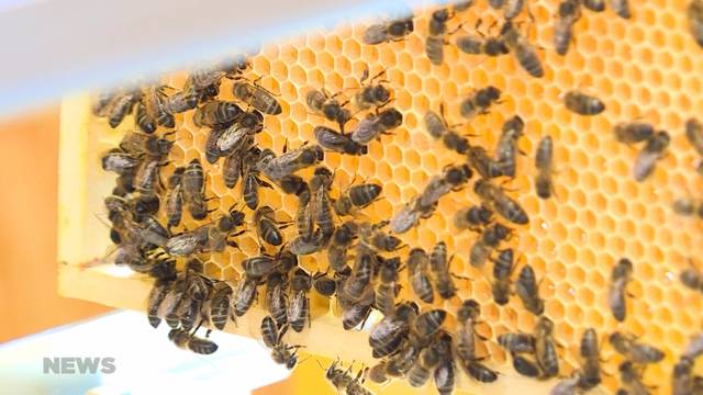 Bienen in Gefahr: Sauerbrutseuche im Sensebezirk