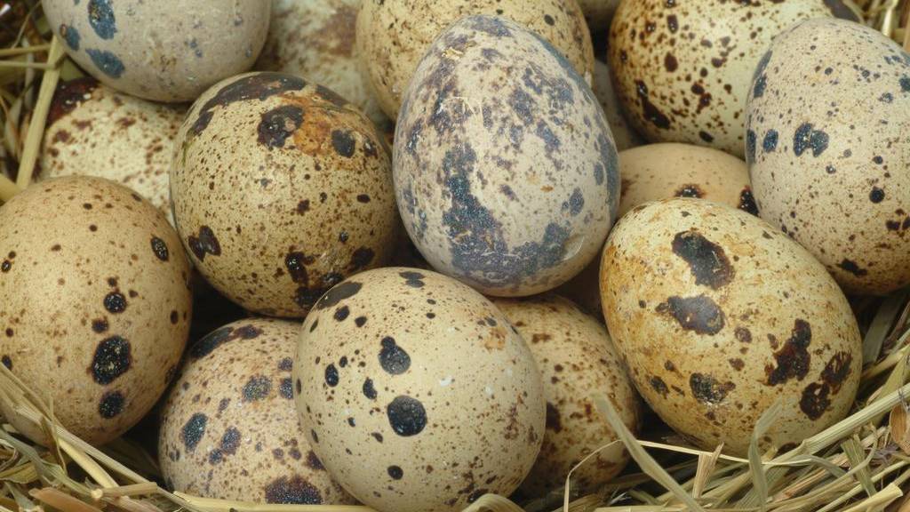Bewusst den Konsumenten getäuscht: Viele Eier sind aus Käfighaltung (Symbolbild).