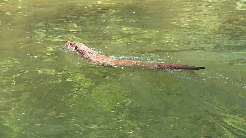 Fischotter im Sihlwald