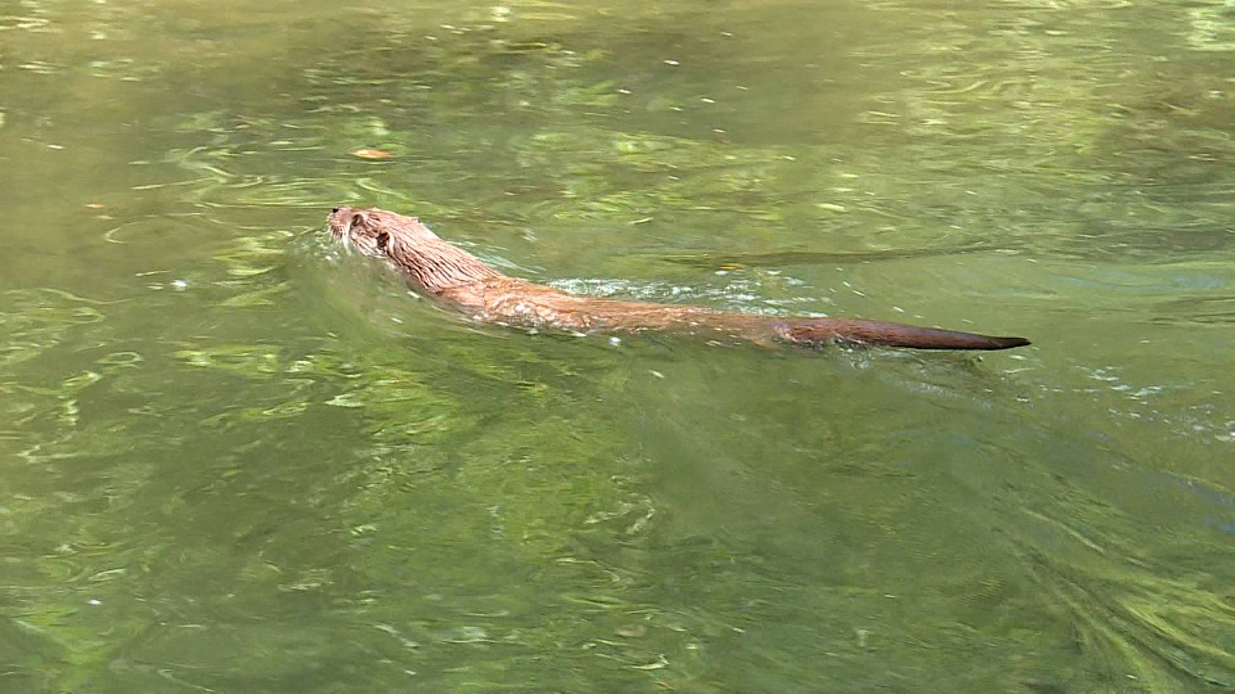 Fischotter im Sihlwald