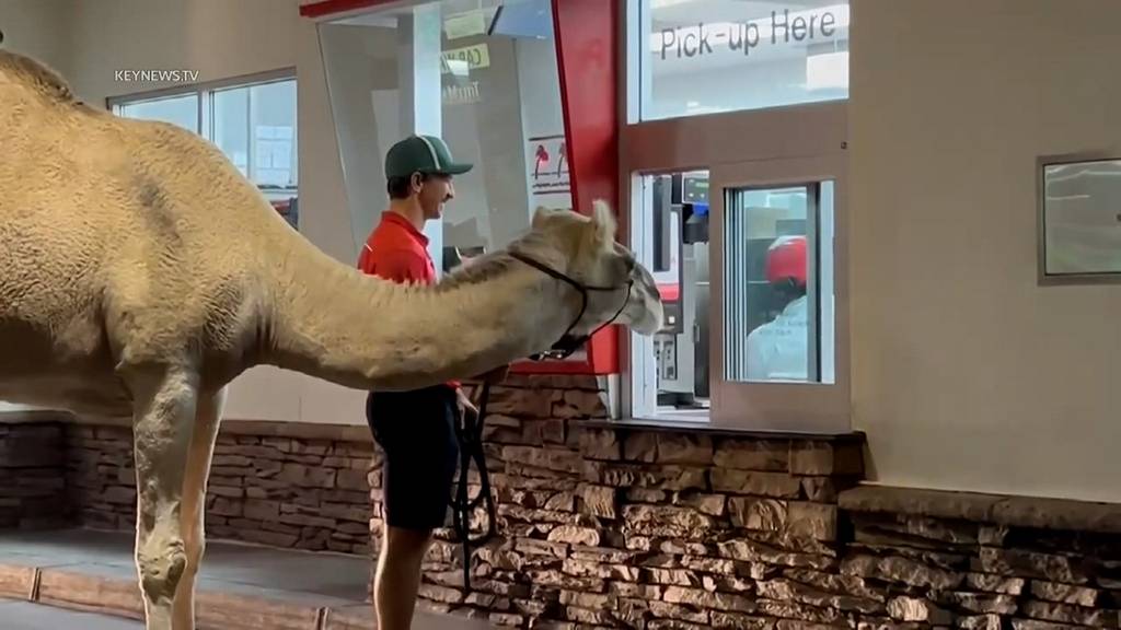 Kamel geniesst Fast Food bei Drive-in in Las Vegas