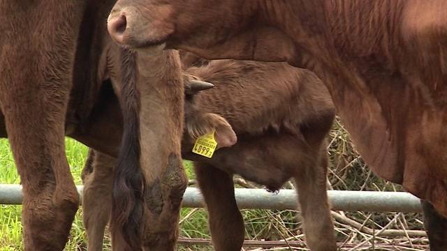 Horrorhof: Veterinäramt unter Druck