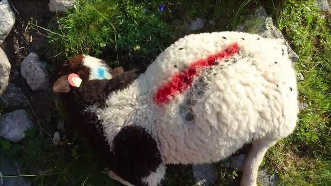 Schon wieder Wolfsattacke: 40 tote Schafe in nur 2 Wochen