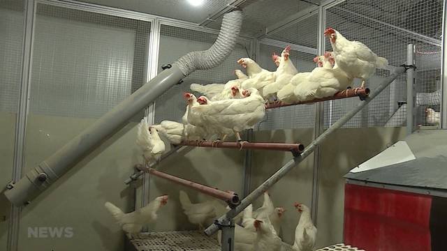 Versuchslabor „Artgerechter Hühnerstall“ ist eröffnet