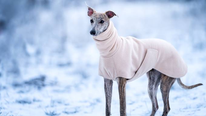 Warum Hunde manchmal einen Wintermantel brauchen