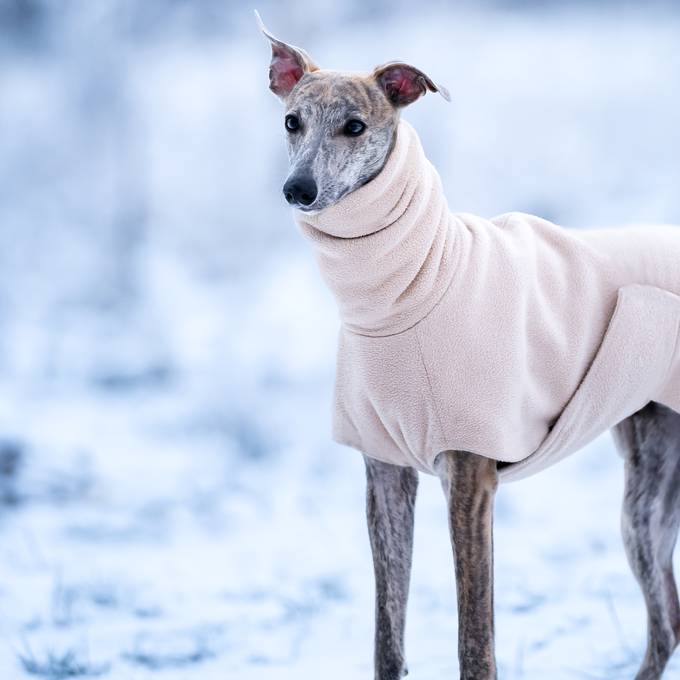 Warum Hunde manchmal einen Wintermantel brauchen