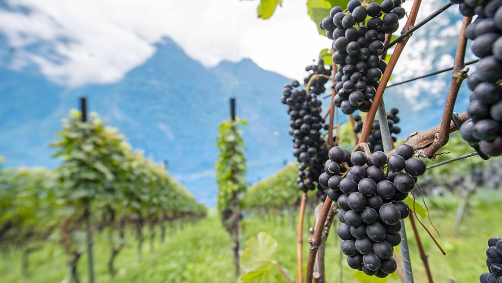 Zu heiss und trocken im Sommer: Die Winzerinnen und Winzer in der Schweiz haben im Jahr 2020 eine kleine Weinernte eingefahren. (Symbolbild)