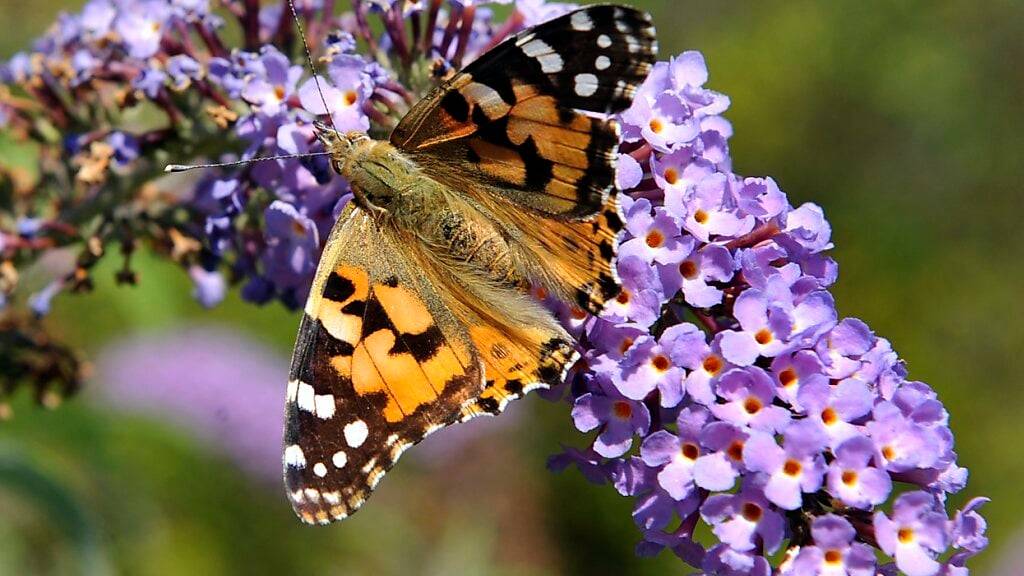 Um Biodiversität steht es in der Schweiz schlechter als im Ausland
