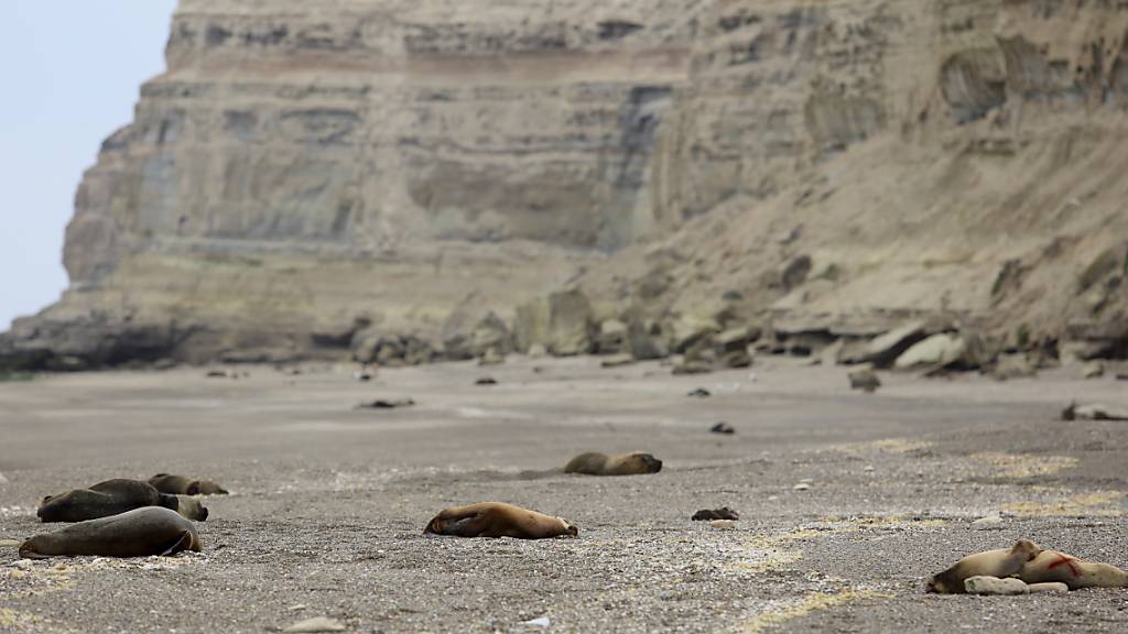 Mehrere tote M‰hnenrobben liegen an einem patagonischen Atlantikstrand in der N‰he von Viedma, Provinz RÌo Negro, Argentinien. Gesundheitsexperten der Regierung vermuten, dass die Vogelgrippe die Seelˆwen an der argentinischen Atlantikk ̧ste tˆtet, weshalb die Behˆrden viele Str‰nde geschlossen haben, um eine weitere Ausbreitung des Virus zu verhindern. Zuletzt waren in der Region entdeckte Seelˆwen-Kadaver positiv auf das Virus H5N1 getestet worden. Derzeit grassiert die grˆflte je dokumentierte Vogelgrippewelle bei Vˆgeln, die sich  ̧ber mehrere Erdteile erstreckt. Foto: Juan Macri/AP/dpa