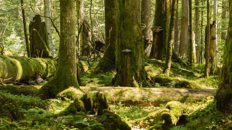 Darum sterben die Bäume in Schweizer Wäldern