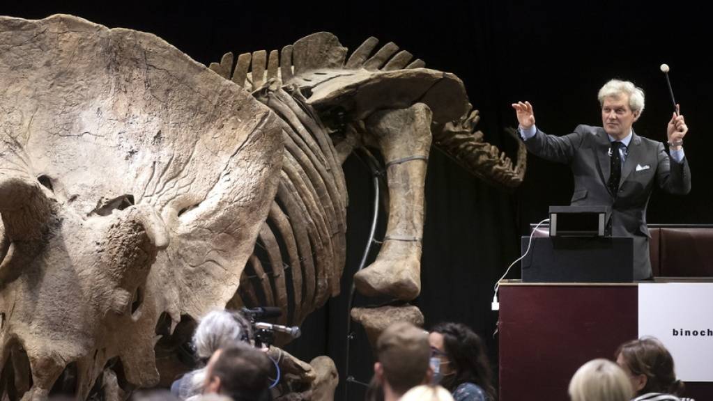 Ein 66 Millionen Jahre altes Triceratops-Fossil ist in Paris für 66 Millionen Euro versteigert worden. Es heisst «Big John» und ist acht Meter lang.