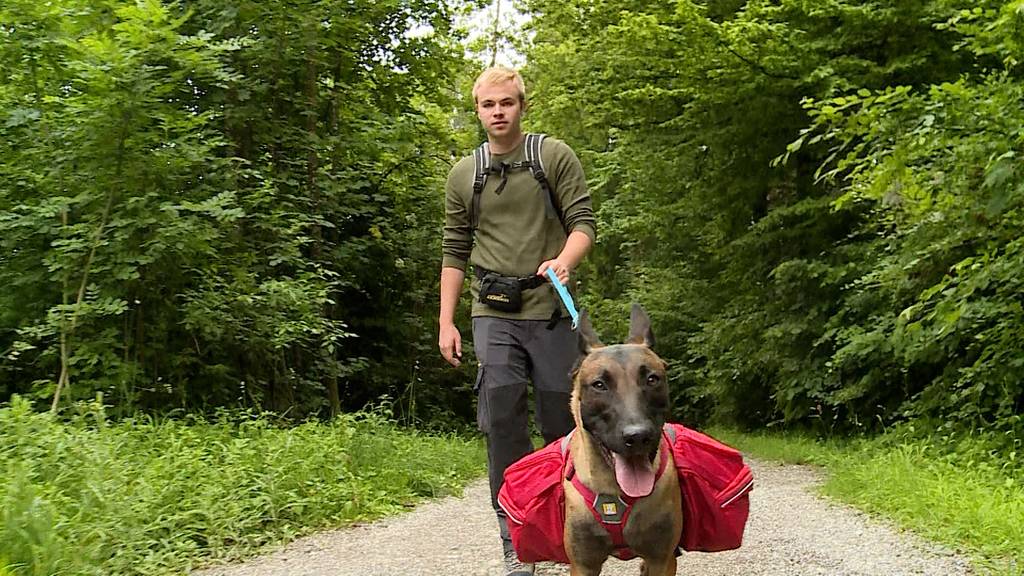 Rucksack-für-Hunde