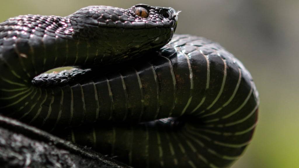 Die Aspisviper ist neben der Kreuzotter die zweite in der Schweiz vorkommende Giftschlangenart. (Archivbild)