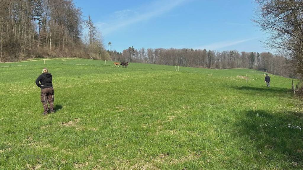 Kälber gesucht: In Nussbaumen büxen vier junge Kühe aus