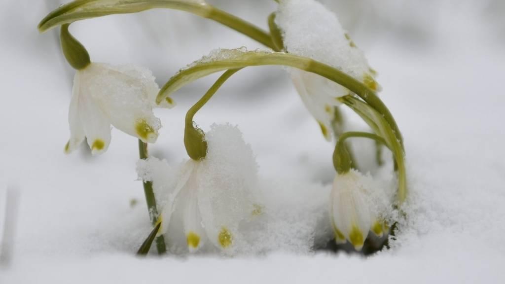 Laut den «Wetterschmöckern» sollte man die Sonne an Ostern auf der Alpennordseite geniessen. (Archivbild)