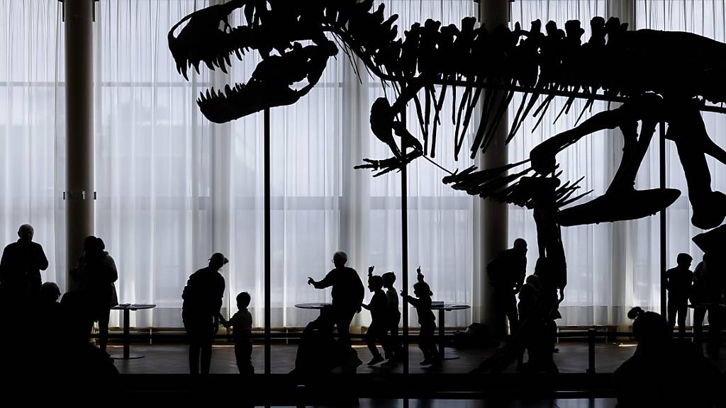 Von der Zürcher Tonhalle ins Sauriermuseum Aathal: Das Dinosaurier-Skelett «Trinity» wird ab Ende Januar in Aathal ausgestellt. (Archivbild)