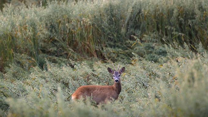 Rehe auf Autobahn A1 erlegt