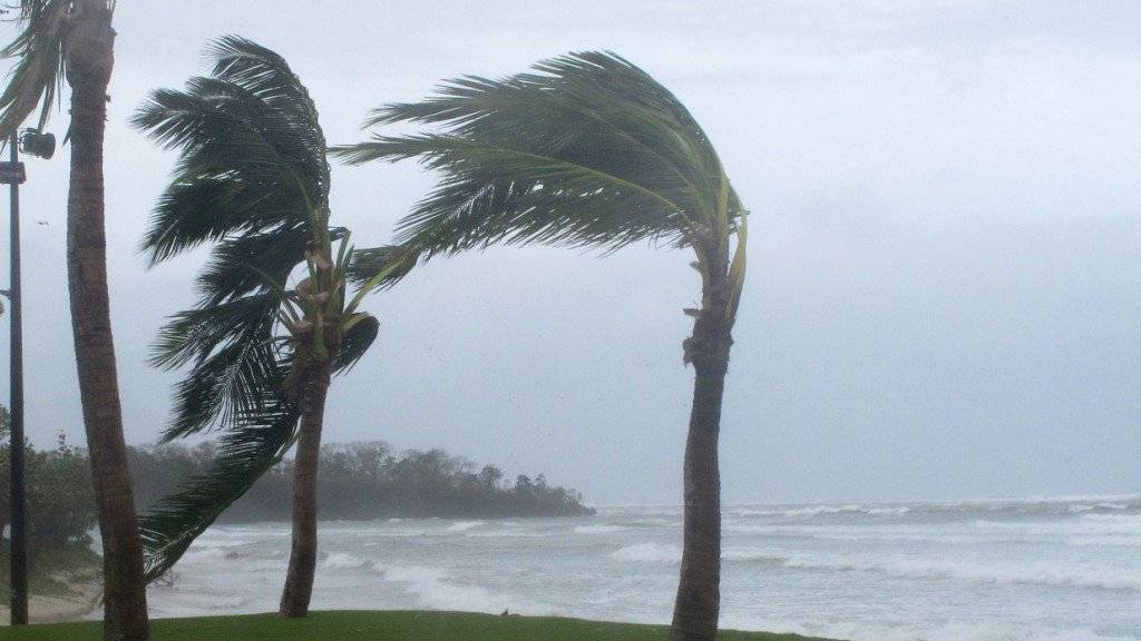 Vom Sturm gepeitschte Palmen während eines früheren Sturms auf den Fidschi-Inseln (Archiv)