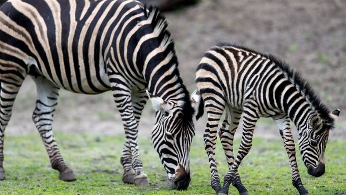 Erinnerung als Kompass wandernder Zebras - Studie zur Migration