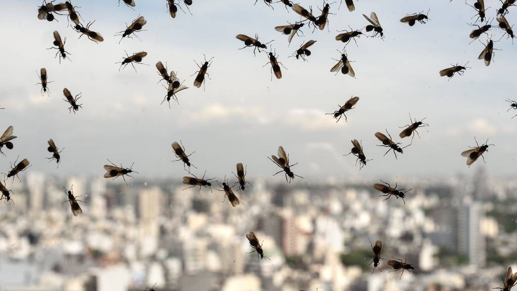 Einmal im Jahr tauschen die Schmeissfliegen den Fensterplatz mit den Ameisen