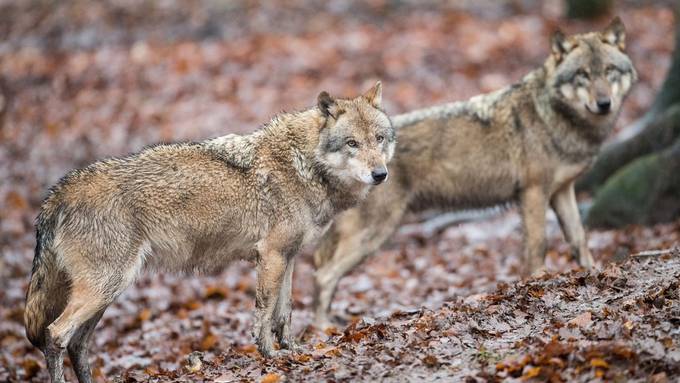 Wolfsrudel im Weisstannental nachgewiesen