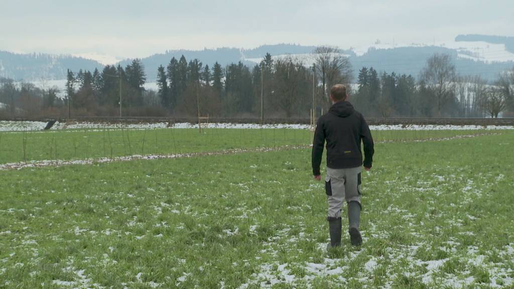 Wertvolles Gehölz: Warum ein Bauer aus Oberrüti für seine Hecke 10`000.- bekommt