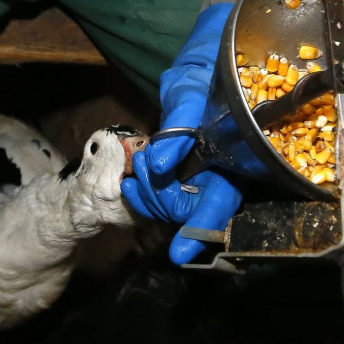 Zwei Initiativen fordern Importverbot für Stopfleber und Pelz