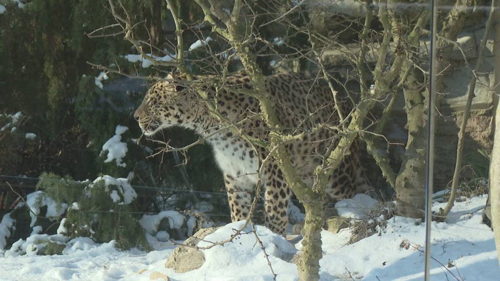 So kommen die Tiere im Tierpark Bern gut durch den Winter