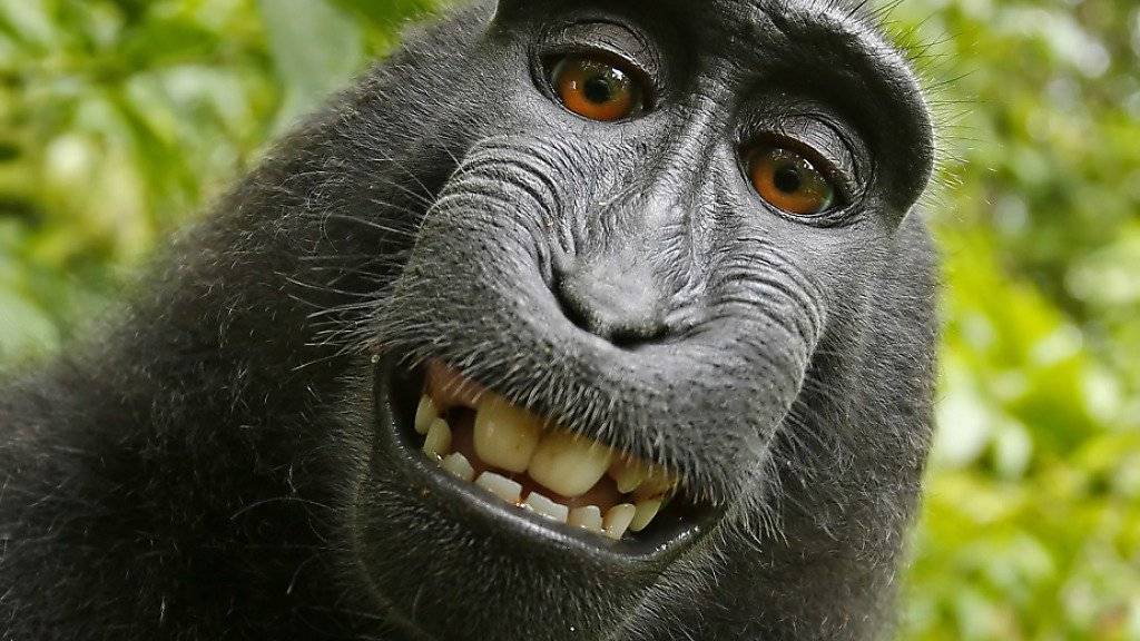 Affen-Selfie: Ein Makake drückte auf der indonesischen Insel Sulawesi 2011 auf den Auslöser der Kamera eines Naturfotografen. (Archivbild)