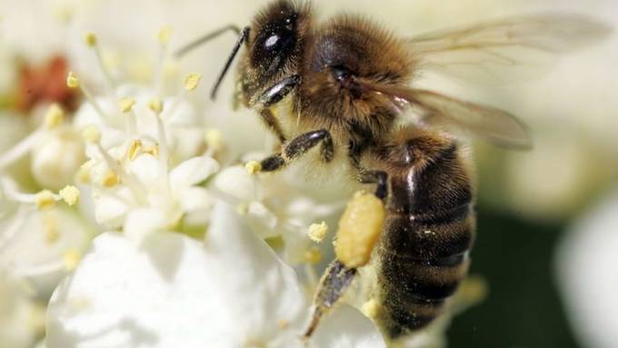 Überraschend hohe Wildbienen-Vielfalt in der Stadt Zürich