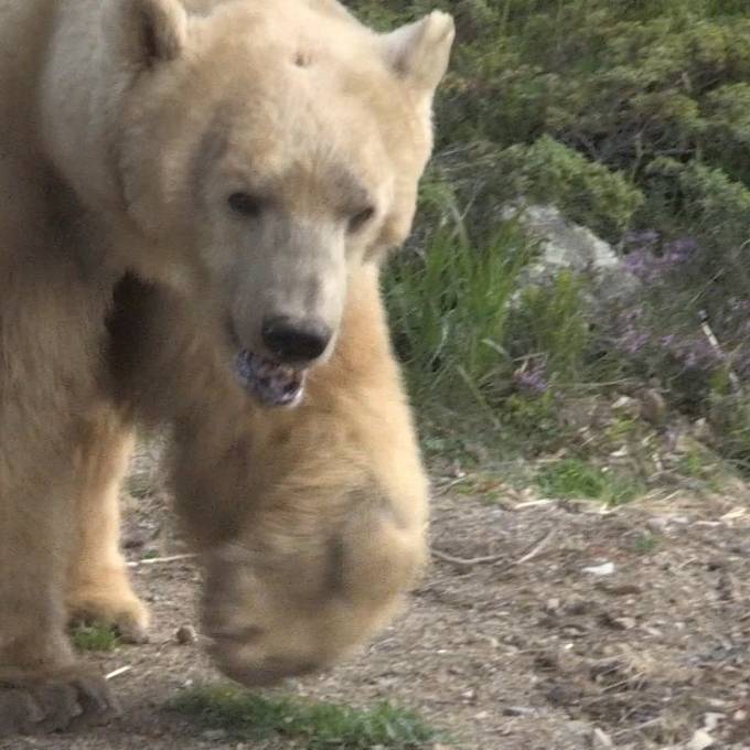 Unheilbar krank: Bär Napa stirbt mit 14 Jahren