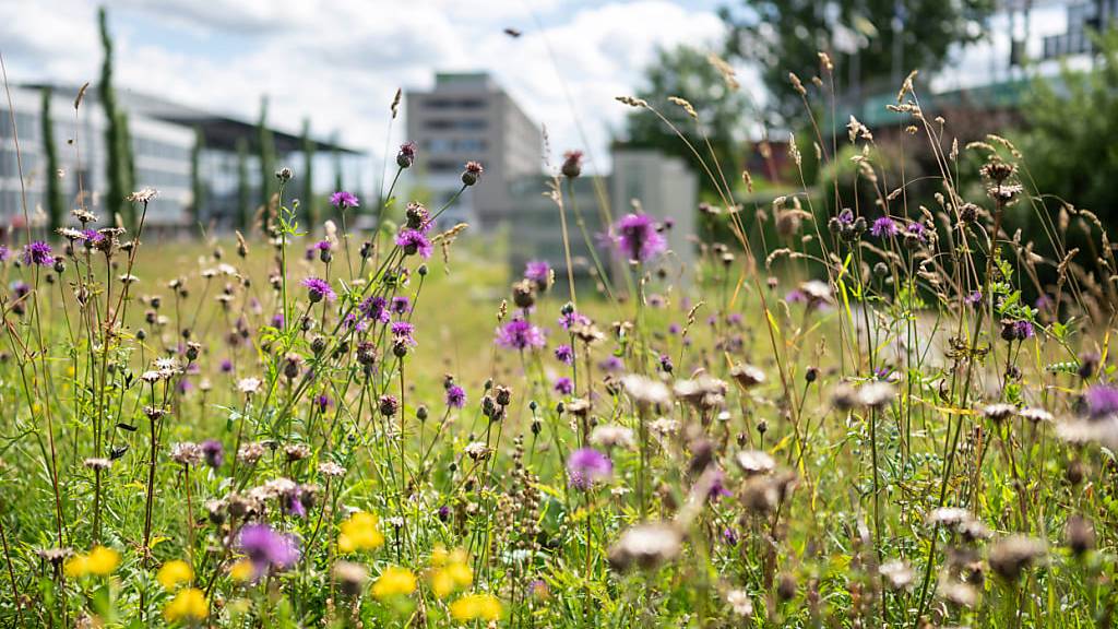 Biodiversitätsinitiative: Das Wichtigste in Kürze