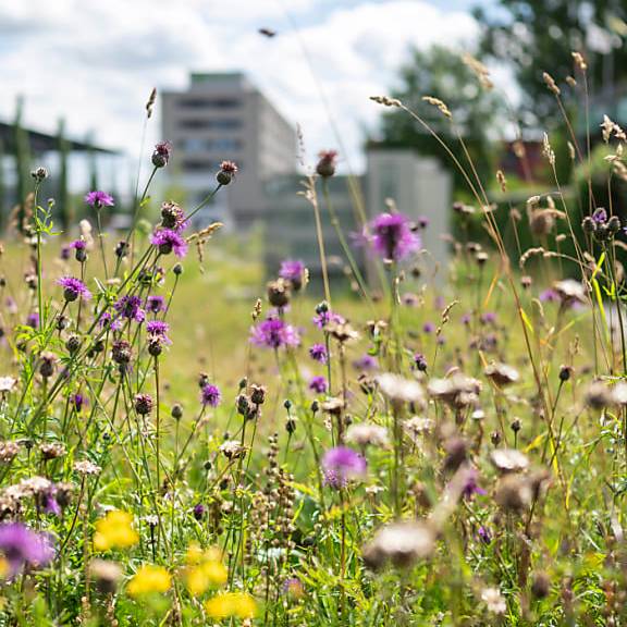 Biodiversitätsinitiative: Das Wichtigste in Kürze