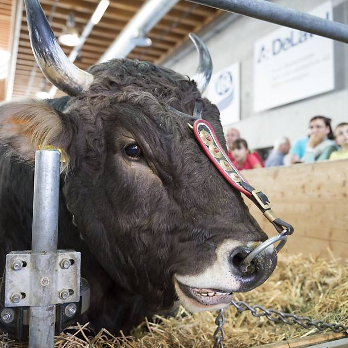 Schweizer Tierschutz: Bei Ausstellungen kommt Tierwohl oft zu kurz