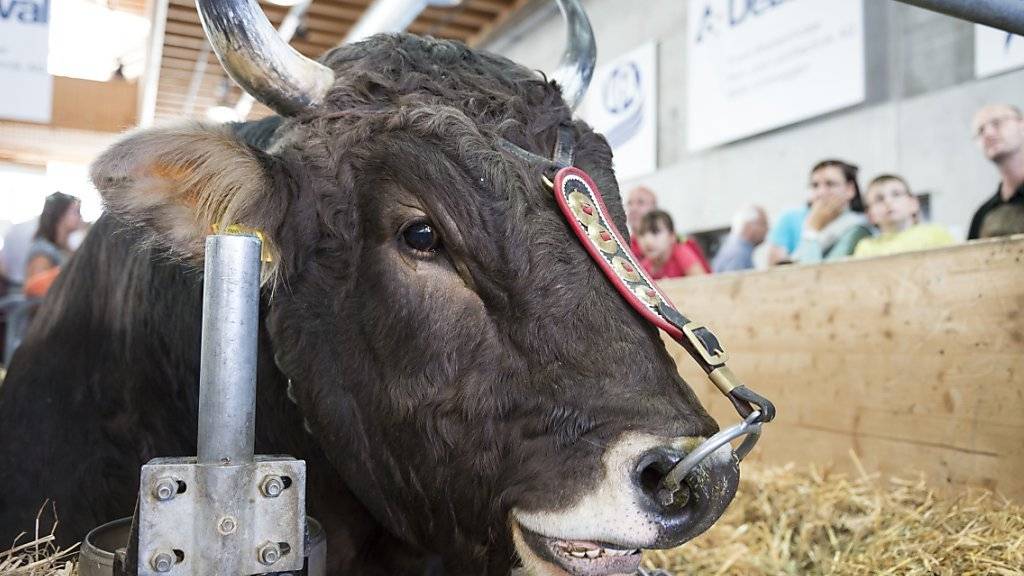 Laut dem Schweizer Tierschutz werden Tiere an Ausstellungen - im Bild ein Stier an der Olma - oft nicht tiergerecht gehalten. (Archivbild)