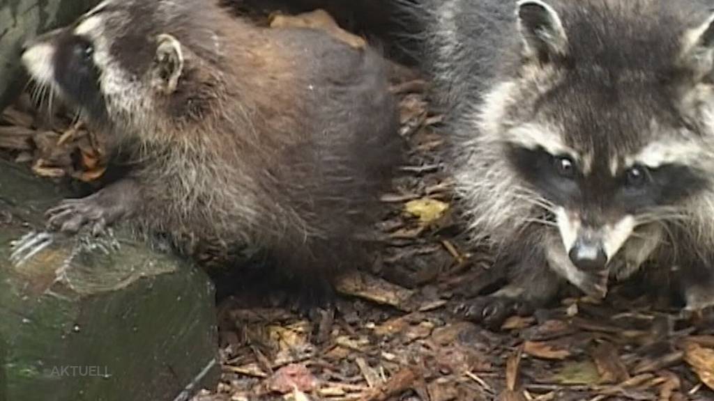 Waschbär im Vormarsch: Im Aargau gibt es immer mehr exotische Tiere