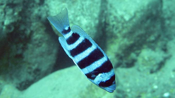 Doppelgänger-Fisch rückt anderen Fischen auf die Schuppen