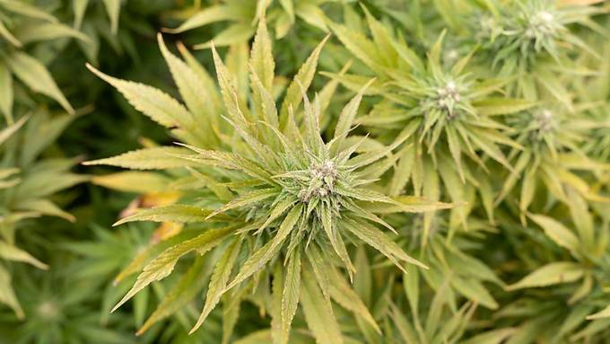 80 Kilo synthetisches Marihuana in Lieferwagen aufgefunden