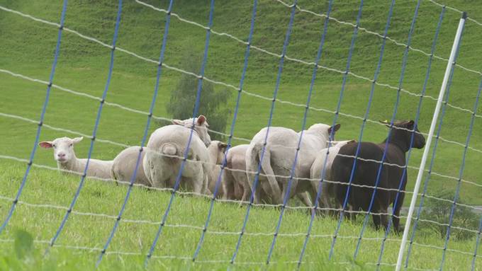 Wolf-Alarm: Wildhüter sieht Handlungsbedarf bei Tierhaltern