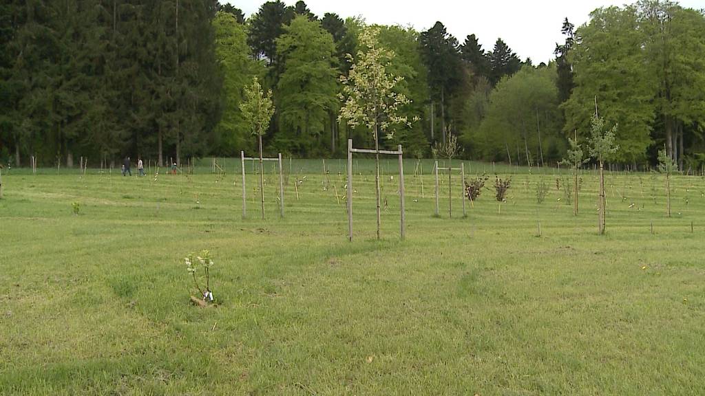 Im Seetal gibt es die grösste Wildobst-Sammlung