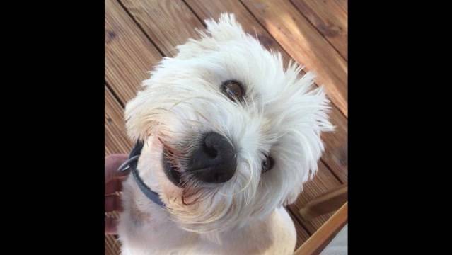 Gemeinde Brittnau warnt vor Hundehasser