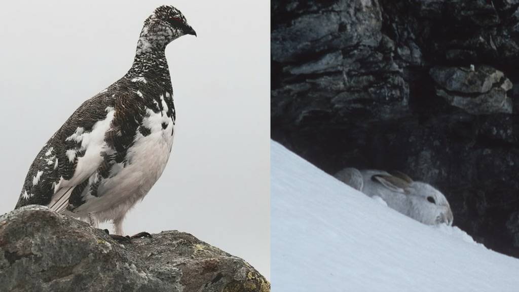 Kritik an Schneehuhnjagd in Uri