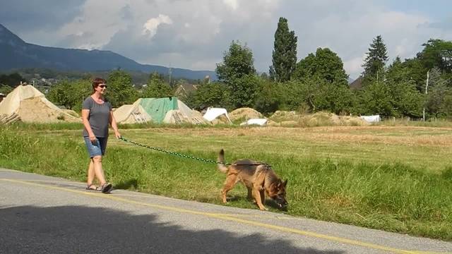 Hund Garo entdeckt eine tote Frau im Graben Solothurn Stadt